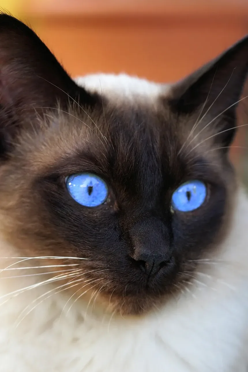 5 Dicas Essenciais de Alimentação para Gatos com Artrite