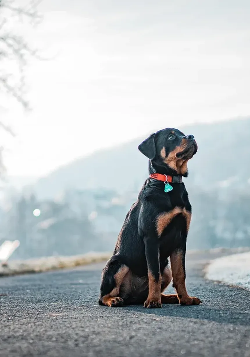 5 Sinais de Doenças Neurológicas em Cães que Você Não Pode Ignorar