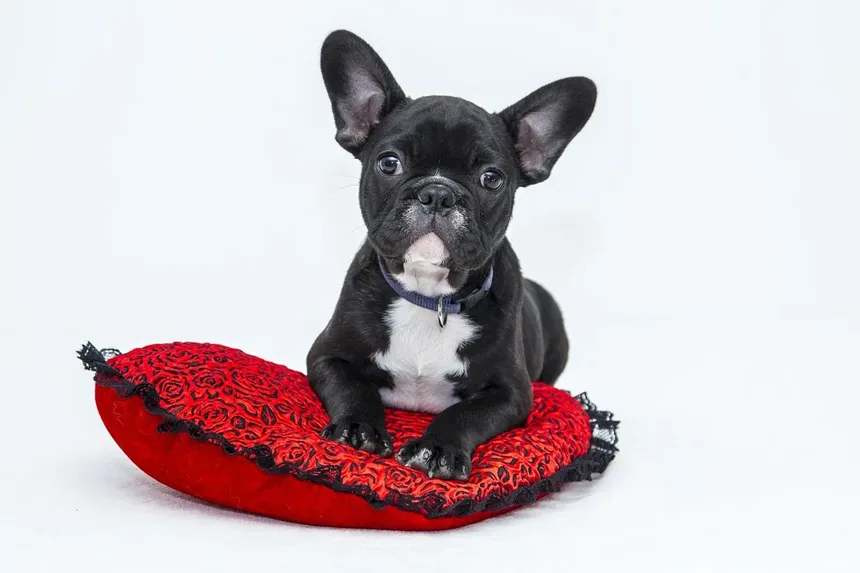 Dieta e Nutrição para Cães Mais Velhos