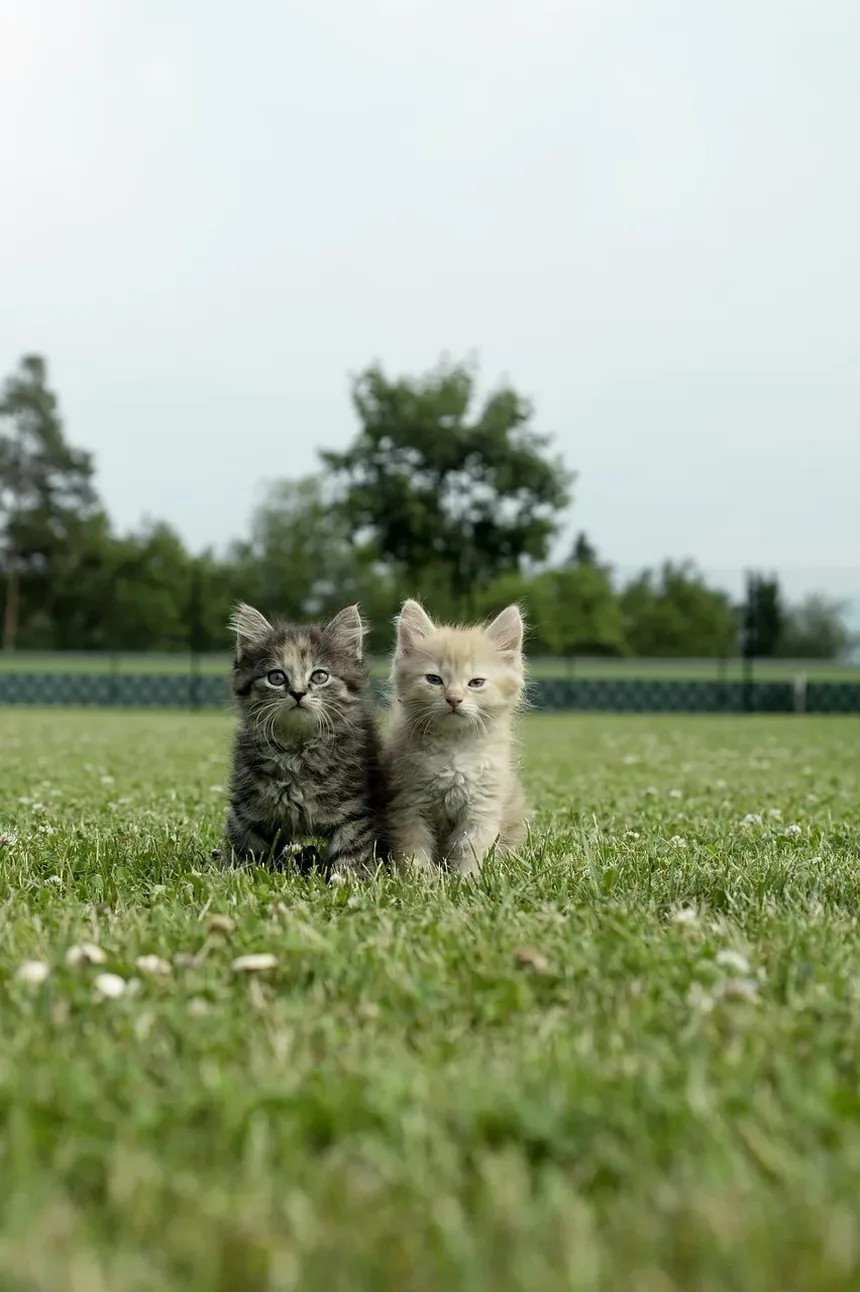 Os Gatos Sentem Vergonha? Descubra a Verdade por Trás Comportamentos
