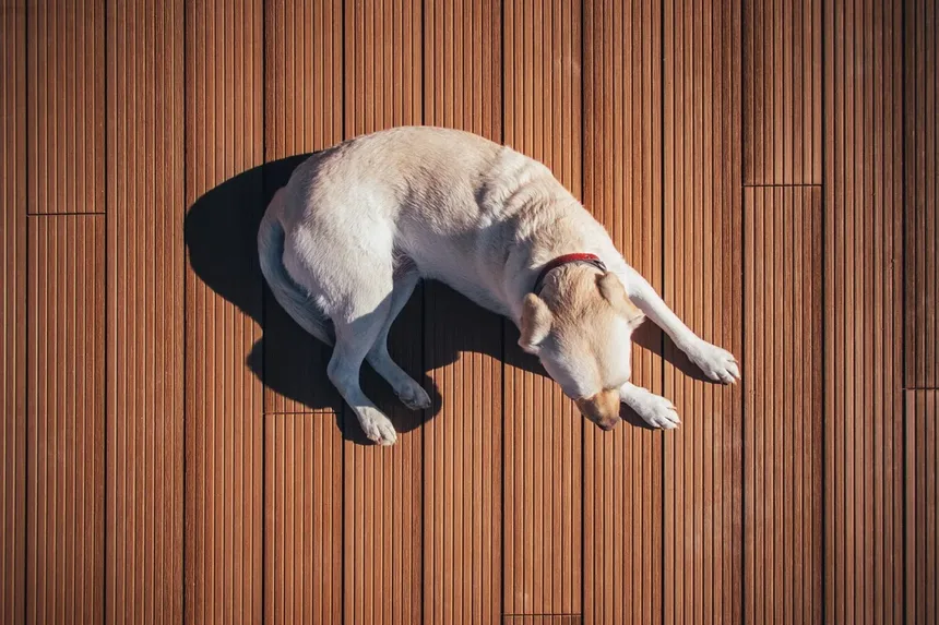 Cachorro Inclinado a Cabeça: Quando se Preocupar e O Que Fazer