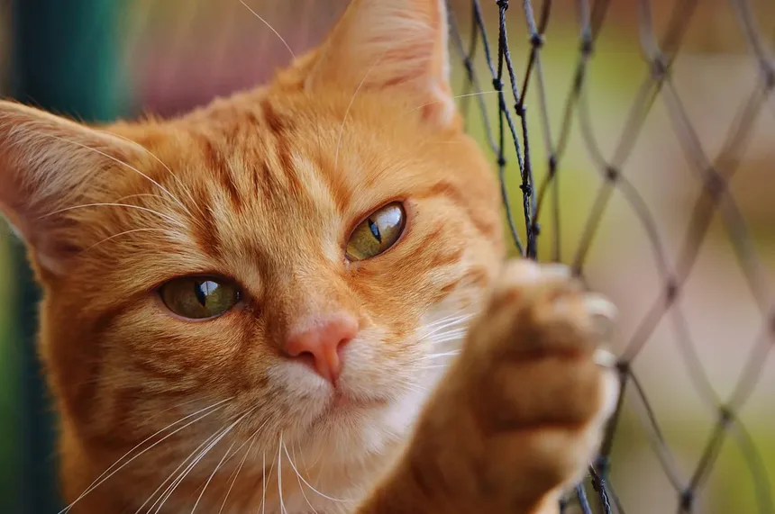 Quanto Tempo Devo Brincar com Meu Gato por Dia? Descubra Agora!