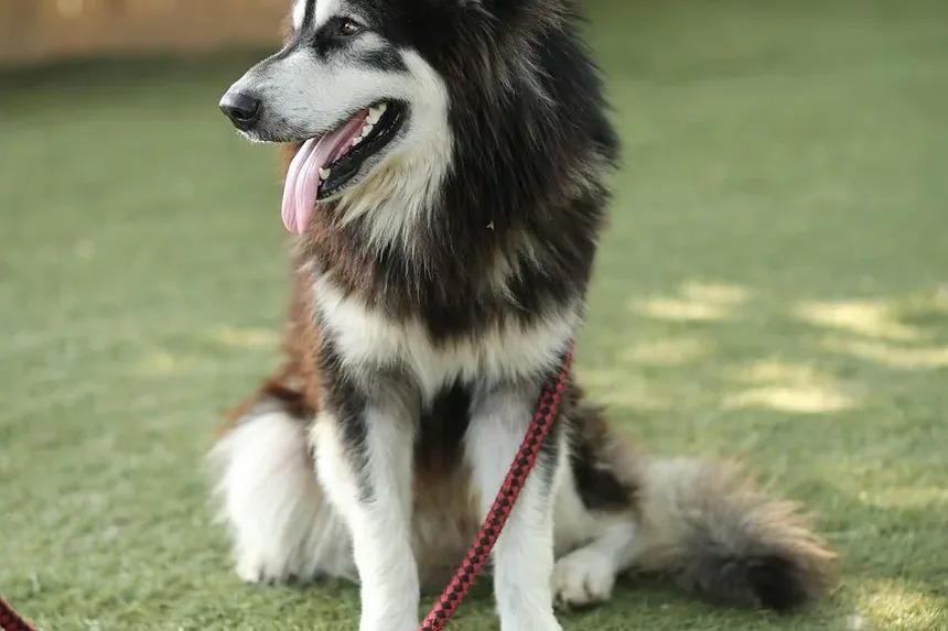 Como Saber Se as Gengivas do Seu Cachorro Estão Saudáveis: Guia Completo
