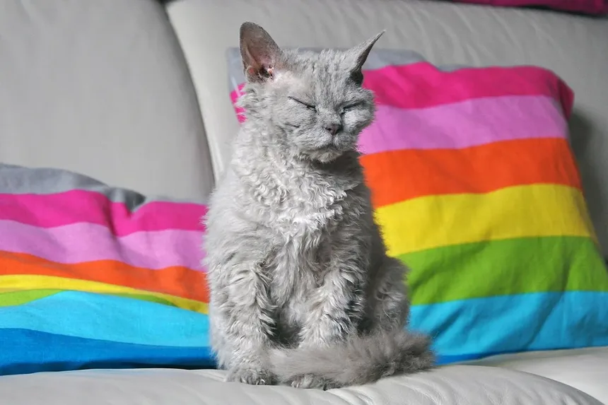 Como Preparar Sua Casa para um Novo Gato: 10 Dicas Essenciais