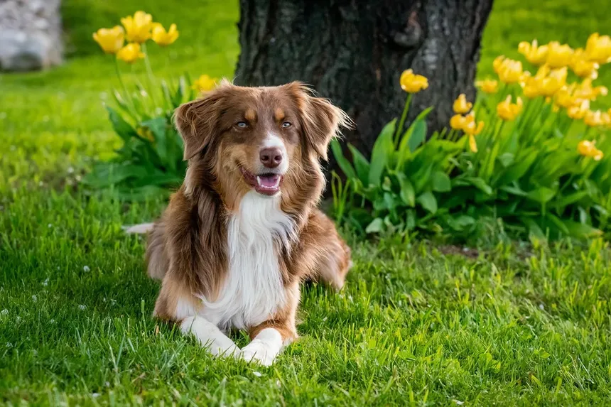 Como Impedir que um Cão Ladrar à Noite