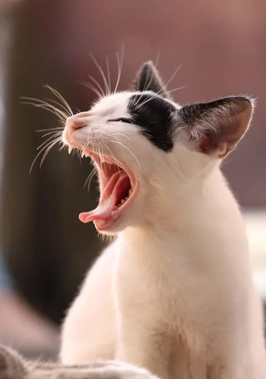 Como Dar Banho em um Gato Filhote: Guia Completo para Proprietários de Primeira Viagem