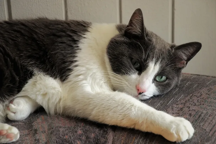 Como Dar Banho em um Gato Filhote: Guia Completo para Proprietários de Primeira Viagem