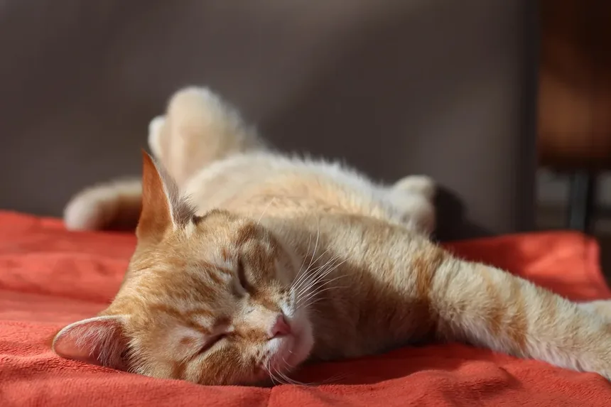 Como Calcular a Idade de um Gato em Anos Humanos: Guia Completo