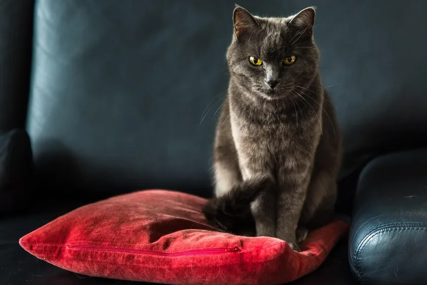 Como Proteger Seu Gato dos Perigos das Carrapatos: Guia Completo