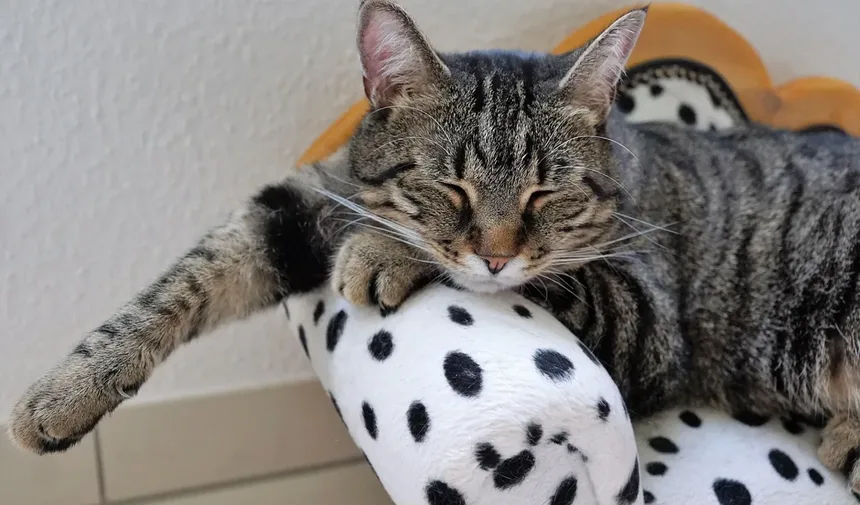 Gatos Independentes: 5 Raças Perfeitas para Quem Tem Rotinas Agitadas