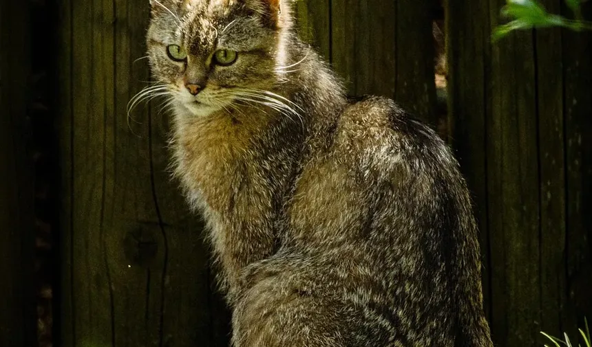 Cronograma e Custos de Vacinação para Gatinhos