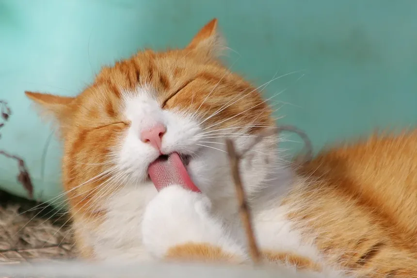 Recomendações para Novos Donos de Gatinhos
