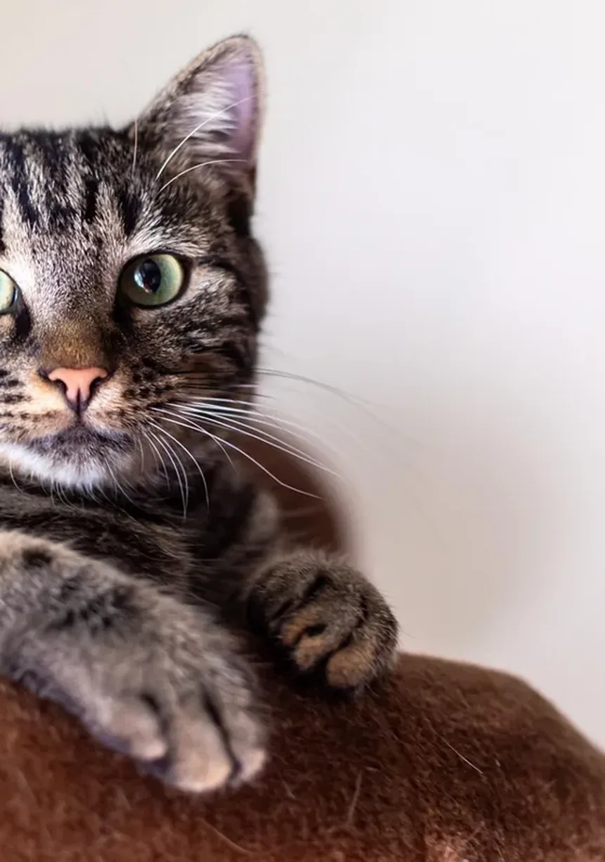 Recomendações para Novos Donos de Gatinhos