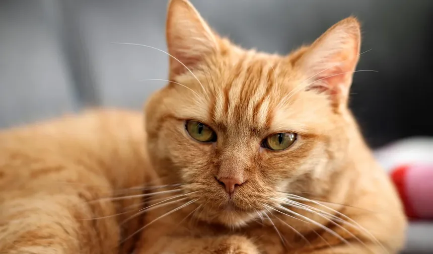O Cronograma Completo de Vacinação para Gatinhos
