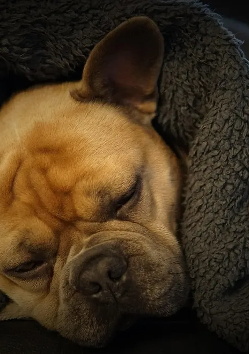 Por Que Meu Cachorro Está Latindo à Noite? - Seu Pet e Você