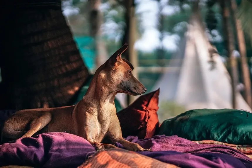 Por que os Medicamentos para Animais de Estimação São Caros? Descubra as Razões Ocultas!