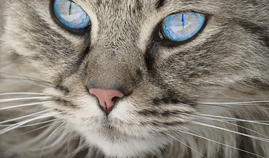 Por Que os Gatos Amam Pontos de Laser? Descubra os Benefícios!