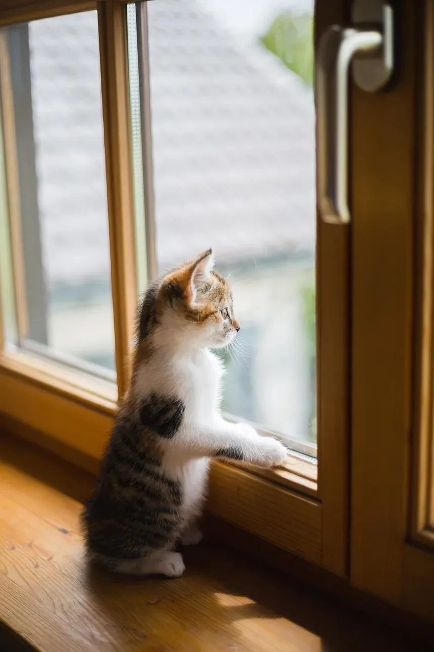Por Que os Gatos Dormem em Nossas Cabeças? 5 Razões Surpreendentes