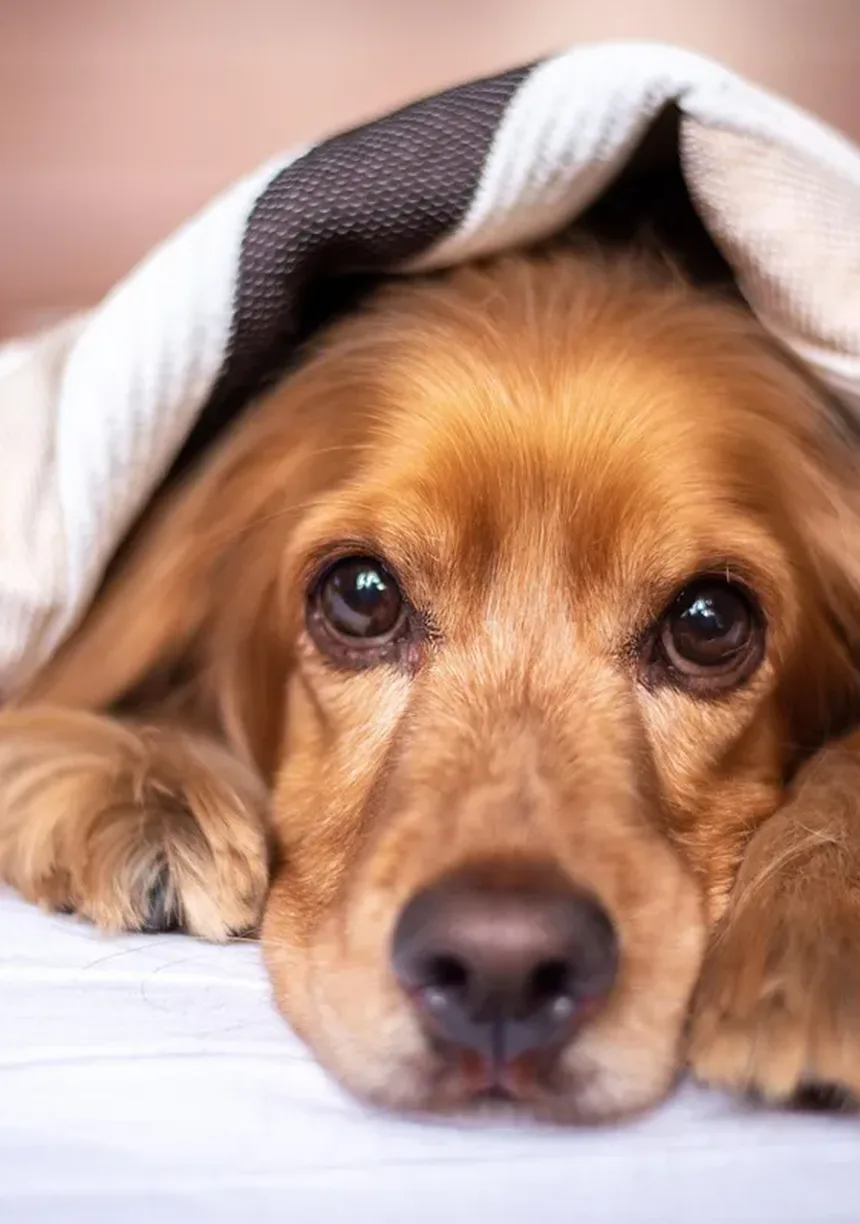 Por que os cães rangem os dentes? 7 causas e soluções