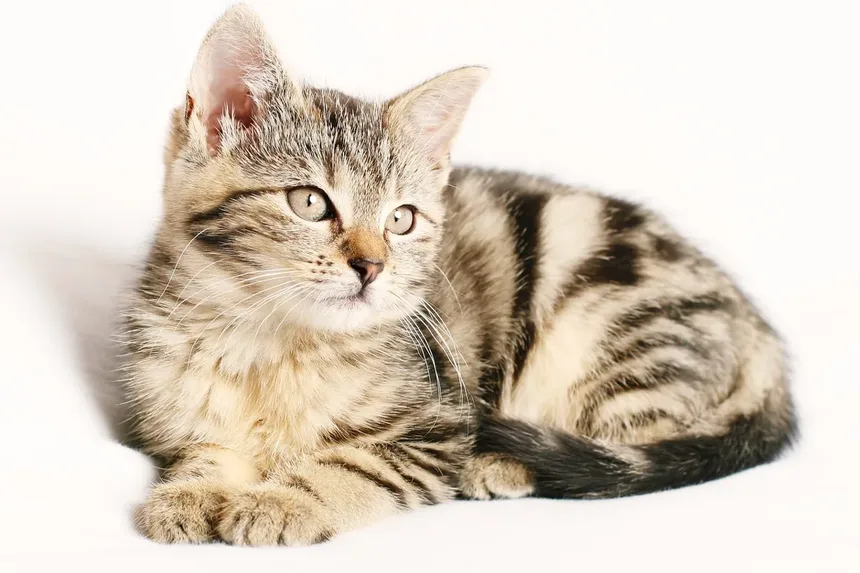 Por que meu gato tem mau cheiro? 5 causas e soluções