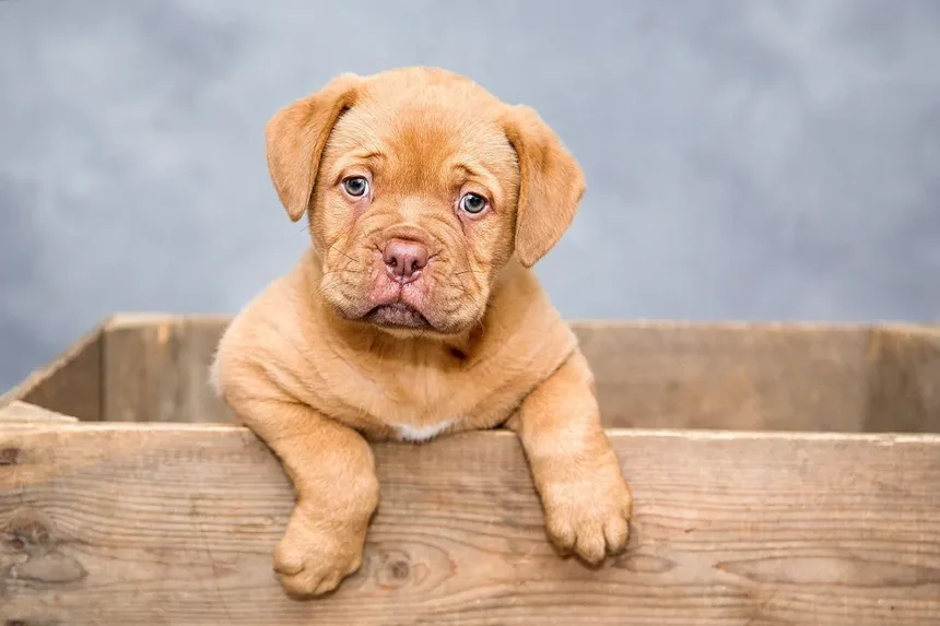 Por Que Meu Cachorro Espirra Tanto? 7 Causas e Soluções