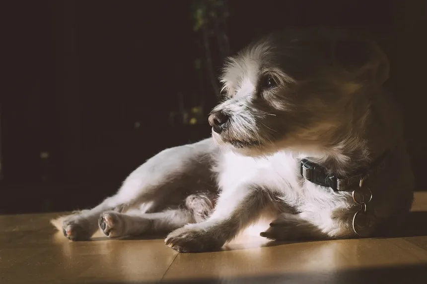 Por Que Meu Cachorro Espirra Tanto? 7 Causas e Soluções