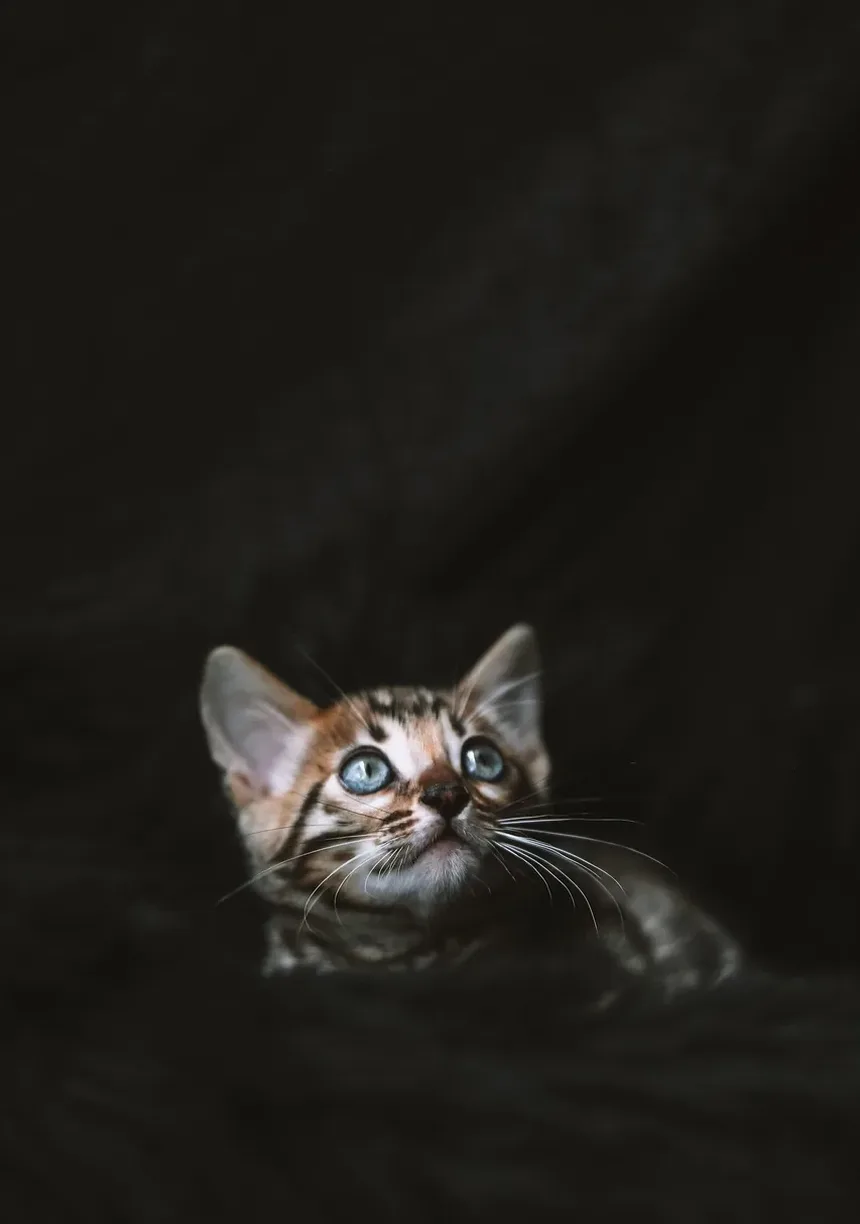 Melhor Complemento Alimentar para Gatos com Alergias: Um Guia Completo