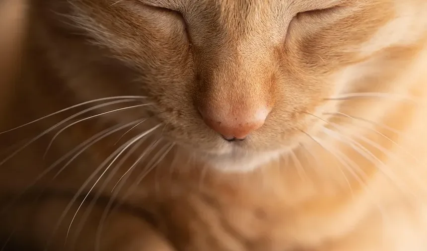 Melhor Complemento Alimentar para Gatos com Alergias: Um Guia Completo