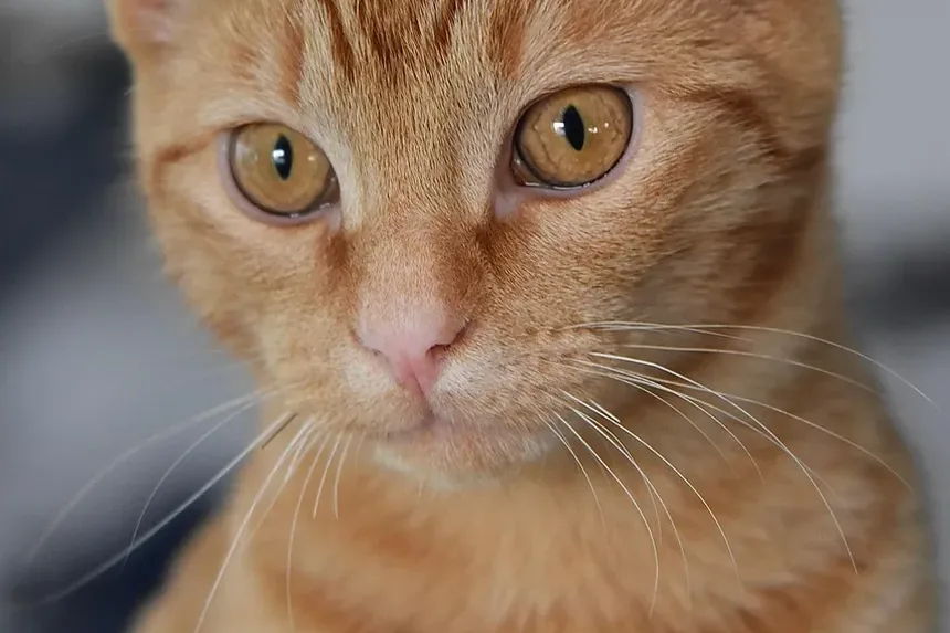Melhor Complemento Alimentar para Gatos com Alergias: Um Guia Completo