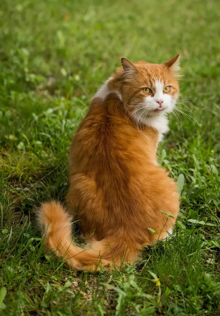 Melhores Raças de Gatos para Caminhoneiros: Companheiros Ideais na Estrada