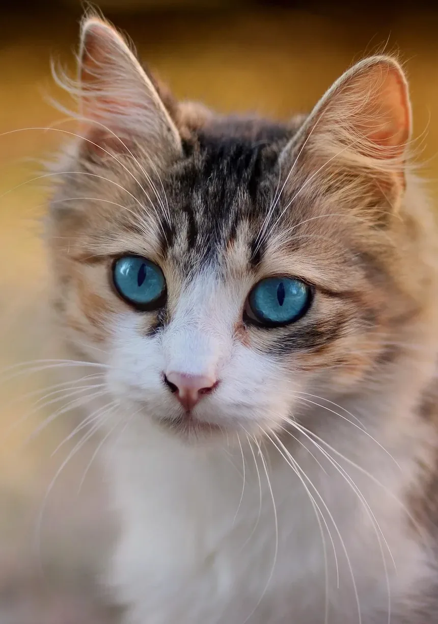 Melhores Raças de Gatos para Caminhoneiros: Companheiros Ideais na Estrada
