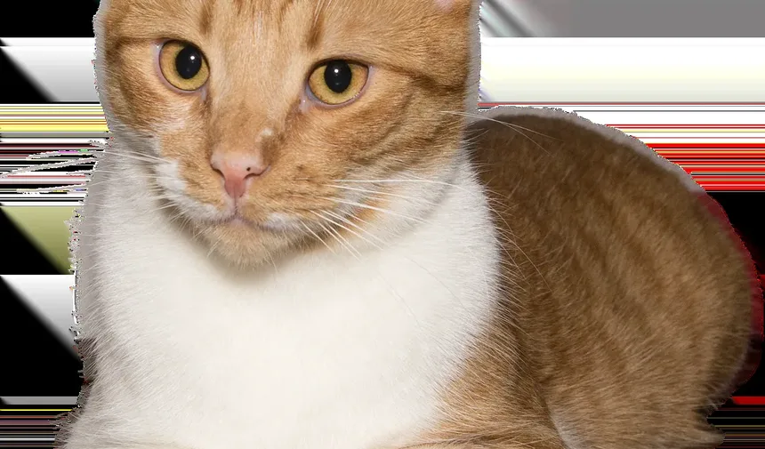 Melhores Raças de Gatos para Caminhoneiros: Companheiros Ideais na Estrada