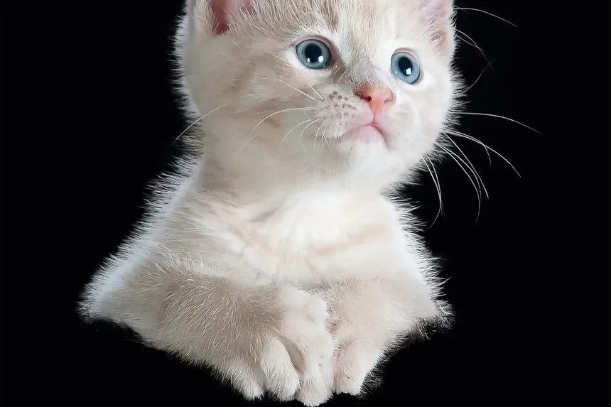 Melhores Raças de Gatos para Caminhoneiros: Companheiros Ideais na Estrada