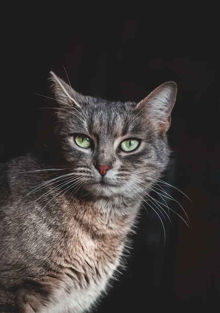 Melhor Ração para Gatos de Apartamento com Problemas Digestivos