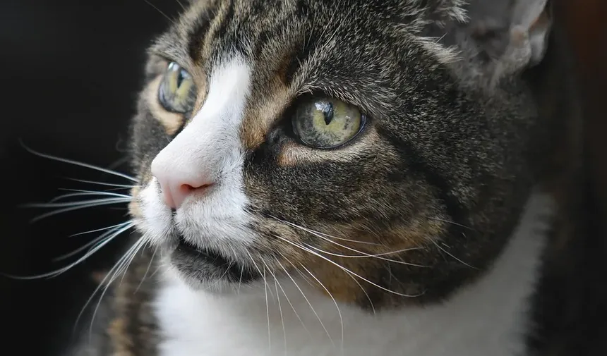 Melhor Ração para Gatos de Apartamento com Problemas Digestivos