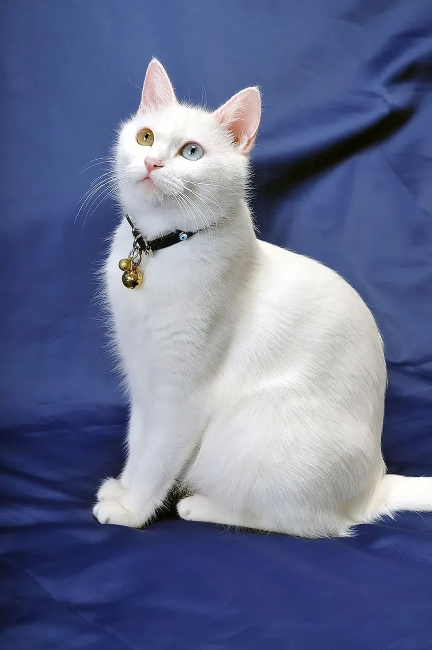 Melhor Ração Úmida Sem Grãos para Gatos Idosos