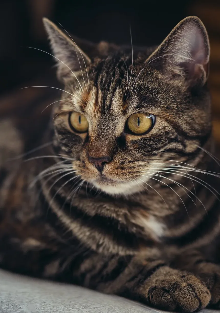 Melhor Ração Úmida Sem Grãos para Gatos Idosos