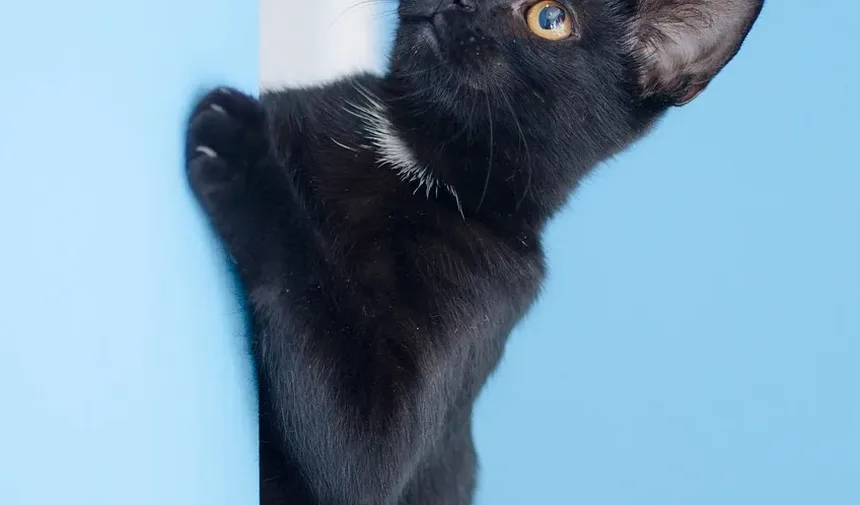 Melhor Ração Úmida Sem Grãos para Gatos Idosos
