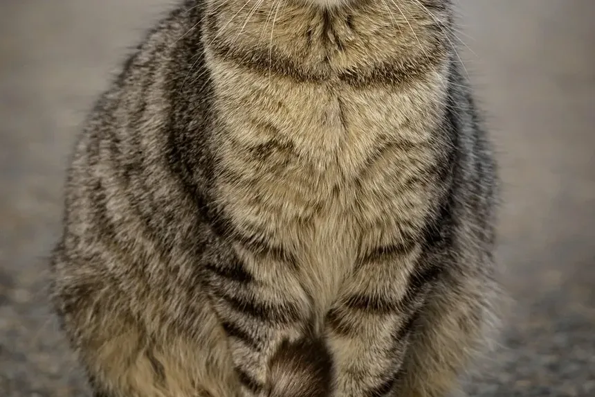 Melhor Ração Úmida Sem Grãos para Gatos Idosos