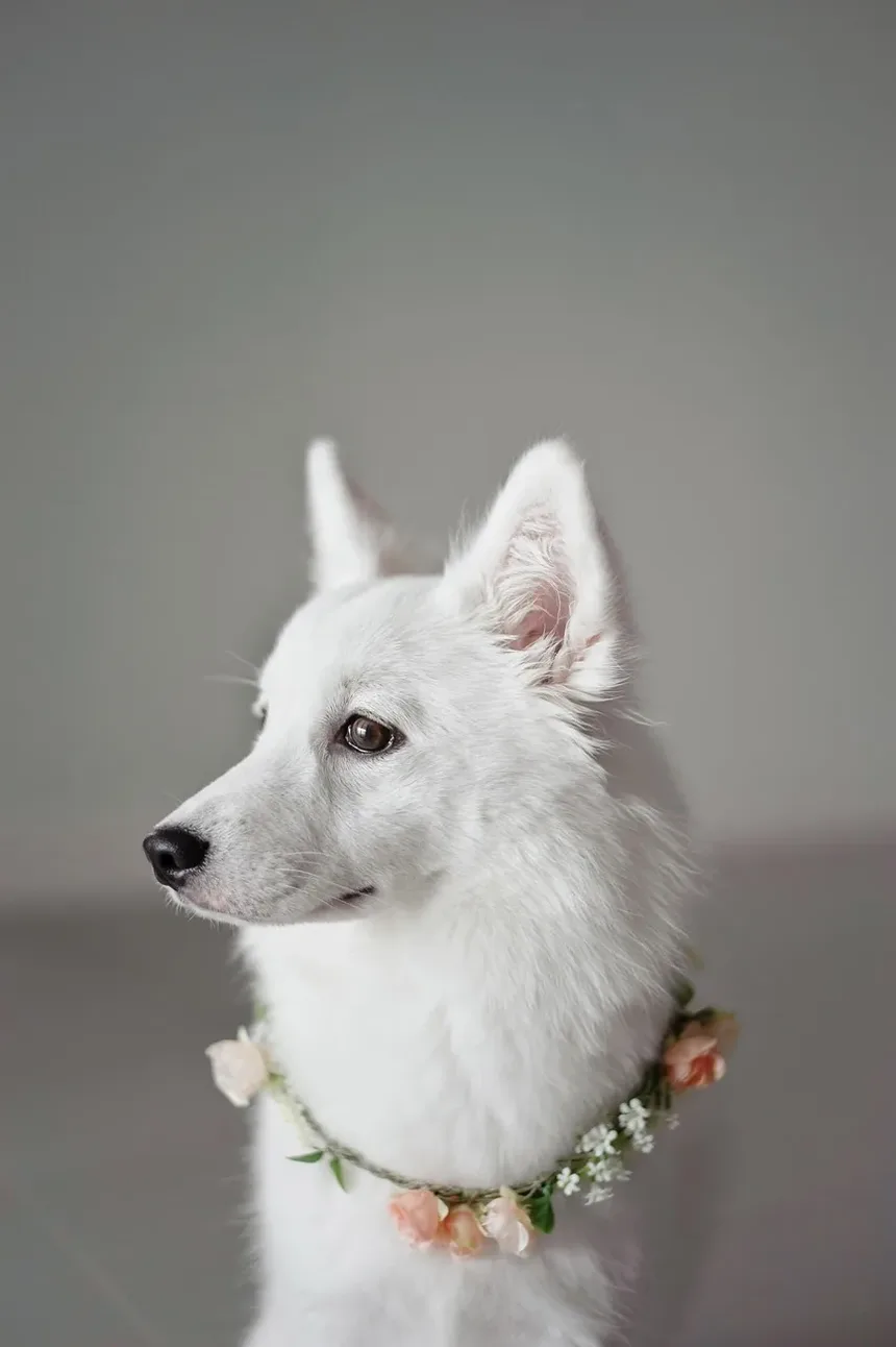 Melhor Remédio Caseiro para a Dor da Artrite em Cães