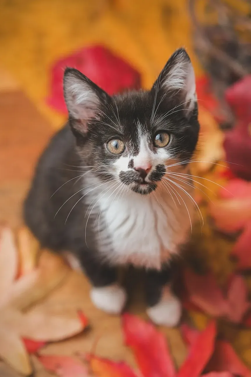 Melhor Comida Úmida para Gatos Idosos com Hipertireoidismo