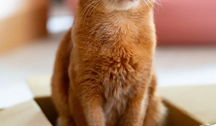 Melhor Comida Úmida para Gatos Idosos com Hipertireoidismo