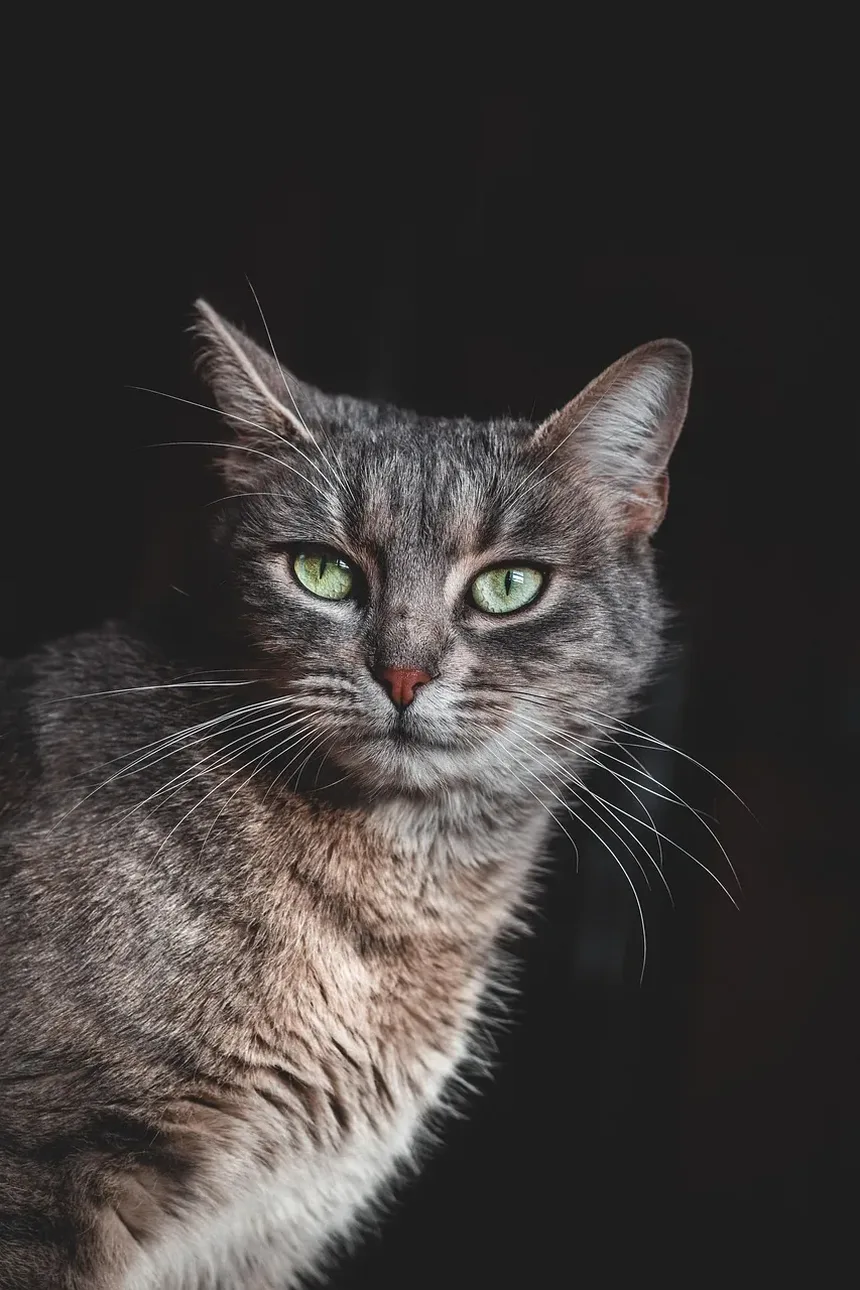 Cronograma de Vacinação para Gatos em Ontário: Um Guia Completo