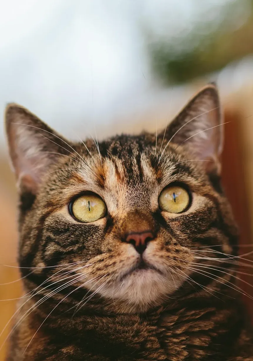 Cronograma de Vacinação para Gatos em Ontário: Um Guia Completo