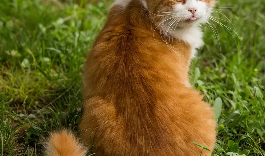 Cronograma de Vacinação para Gatos em Ontário: Um Guia Completo