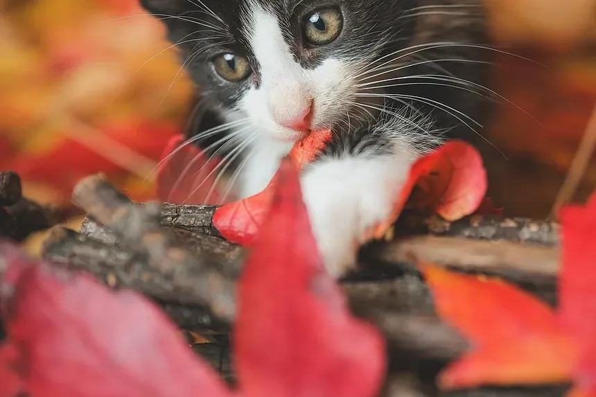 Cronograma de Vacinação para Gatos em Ontário: Um Guia Completo