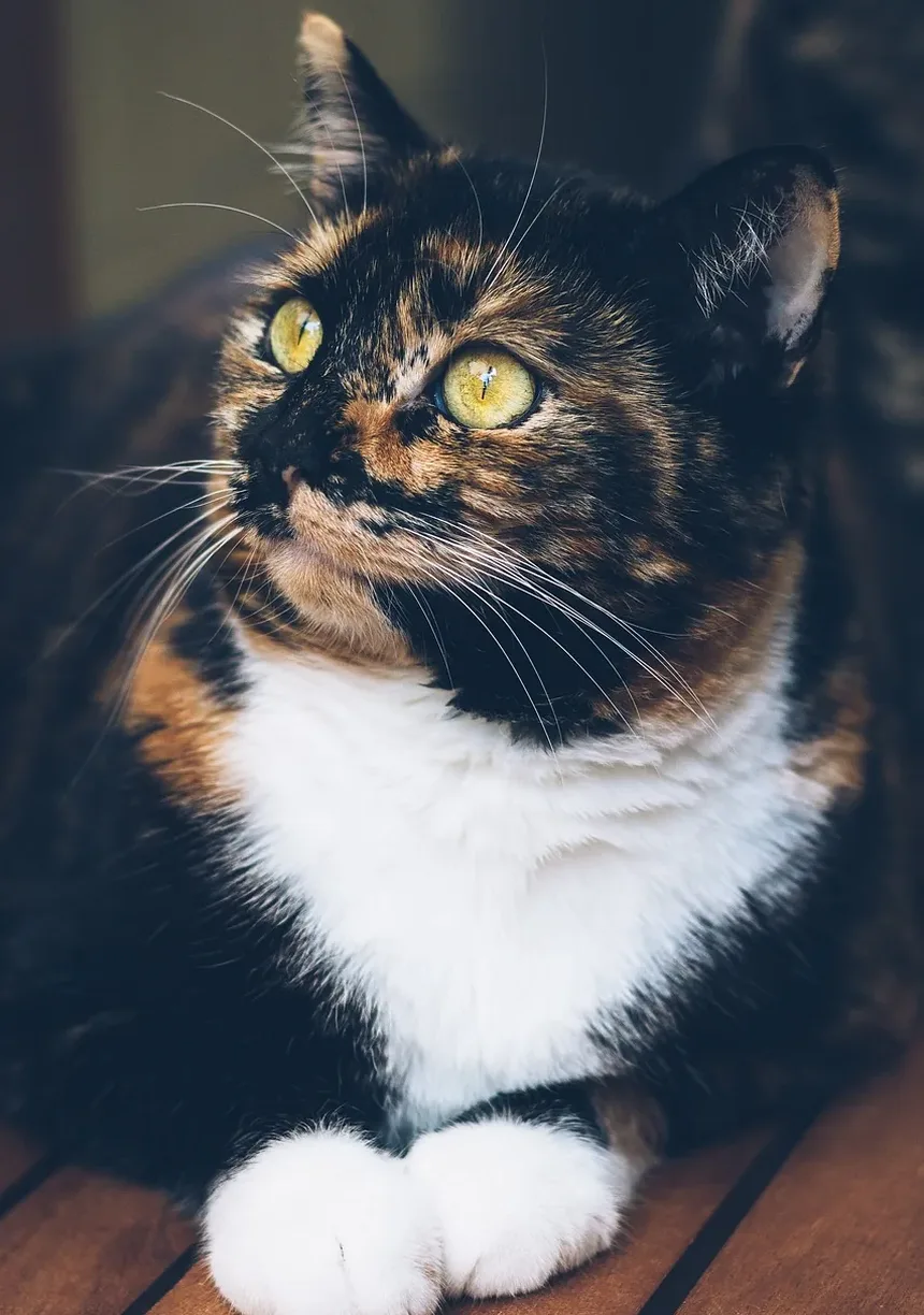 Entendendo o Cronograma de Vacinação Nobivac para Gatos: Informações Essenciais para Donos de Animais