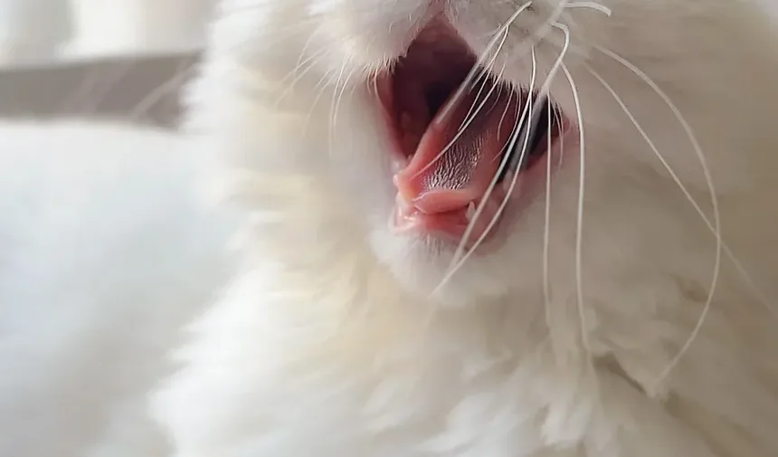 Entendendo o Cronograma de Vacinação Nobivac para Gatos: Informações Essenciais para Donos de Animais