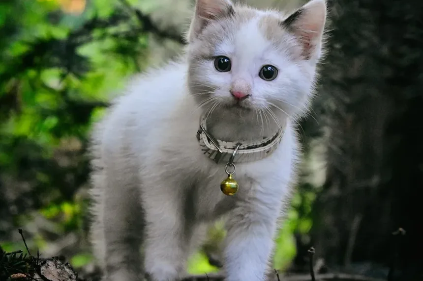 Entendendo o Cronograma de Vacinação Nobivac para Gatos: Informações Essenciais para Donos de Animais