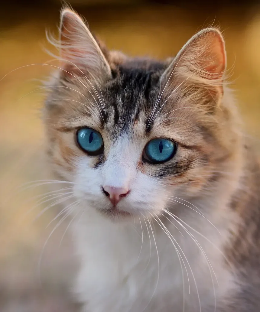 Alimentos Comuns que São Perigosos para Gatos